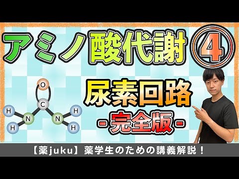 【完全版】オルニチンサイクルのテスト頻出箇所を具体的に解説！(尿素回路)