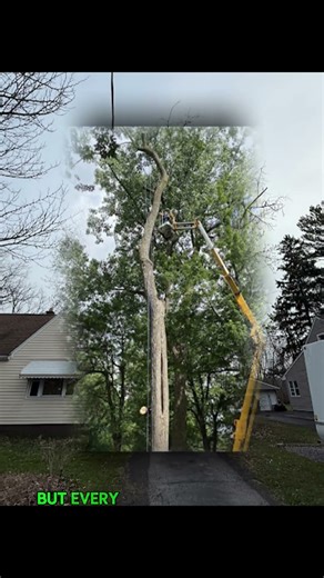Will State Farm pay for tree removal in Tonawanda Town, NY?