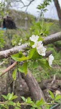 April '26 Cherry Russia No. 8, Hongsubong flowering status and small talk