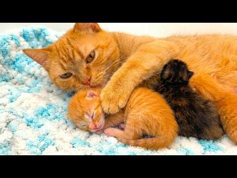 1-Day-Old Kitten Sleeps Through Breakfast — Mom Ginger Won't Give Up