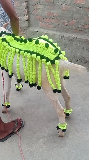 Goat in Handmade Green Harness: Adorable Outdoor Scene