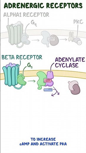 Clinical Cuts - Adrenergic receptors