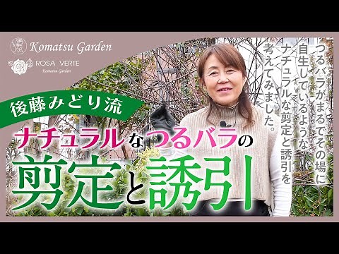 [Climbing rose pruning and training] Midori Goto's style! Natural winter pruning and training of ...