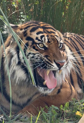 Tujuh is firmly asserting himself as the King of Lincoln Zoo! 🐯 #LincolnZoo #Tiger #SumatranTiger #Conservation #Wildlife