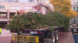 'Tis the season! A 65-foot Norwegian Spruce has just arrived at Faneuil Hall https://cbsloc.al/34wvjbr | WBZ / CBS News Boston