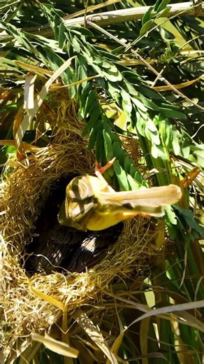 Mother Bird Feed Beautiful Baby In Nest 10066#bird #shortvideo