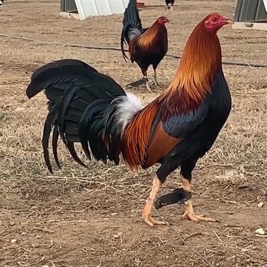 TROY HATCH-KELSO: Small heads and big bodies is how I like 'em. | TROY FARMS