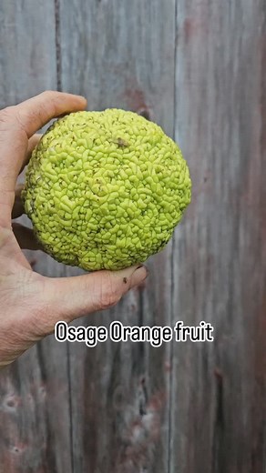 1.7K views · 12 reactions | Osage orange fruit | Little Tree Farm NS | Facebook