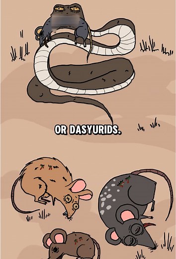 The Inland Taipan - The Most Venomous Snake In The World | inland taipan