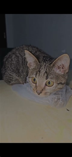 Glitch mode activated | Cat software malfunction 😅 | Sunny #cat