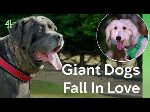 Giant Dogs Fall In Love | The Dog House 🐶