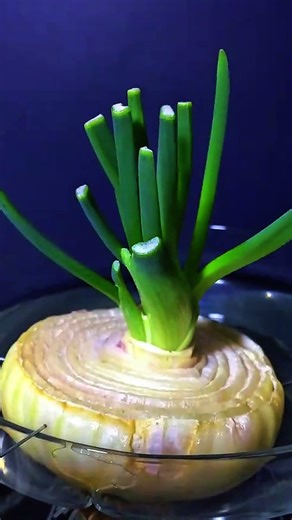 🌱 Growing an Onion in Water for 10 Days | Timelapse
