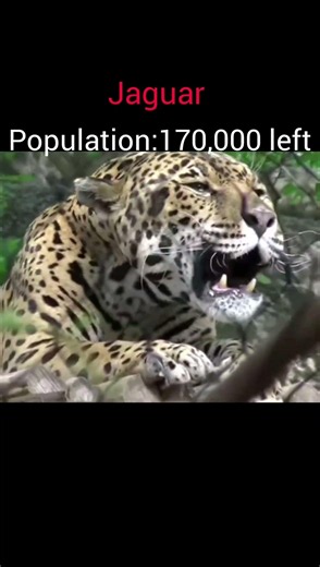 Big cats population