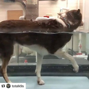 138 reactions · 17 comments | Yes, you can get your Paco wet! Folks...