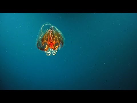 Deep Coral Diversity at Emperor Seamounts - 4K ROV Highlights