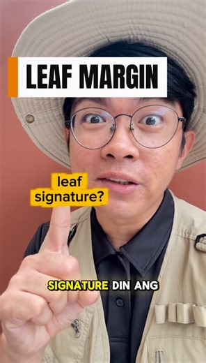 Leaf margin is one of the key characteristics that should be learned when identifying a tree species. Some common types of leaf margins include entire, serrate, crenate, repand, and dentate. | Ethan Hernandez
