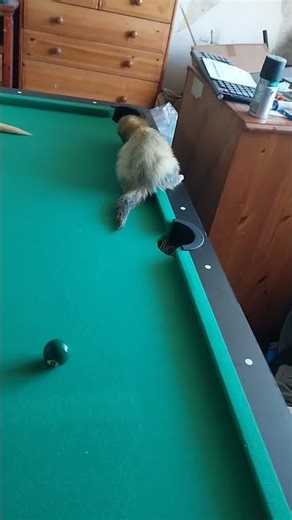 Ferrets try out double pool play
