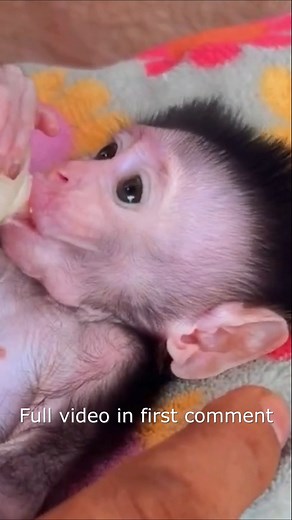 'Oops! Baby Cici Pees Mid-Play and Starts Crying — So Adorably Sad!'10 Full video in first comment | Monkey Wild