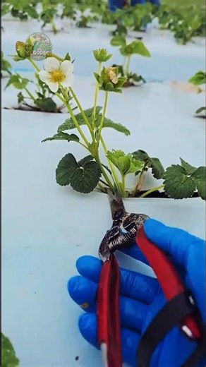 Pruning Strawberry Plants the Right Way for More Fruit!