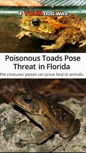 Learn to ID the #CaneToad or "Bufo" toad, it could save your pet's life! More on this #InvasiveSpecies 🔗 https://edis.ifas.ufl.edu/publication/UW432 | University of Florida Institute of Food and Agricultural Sciences