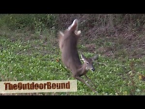 Beans, Greens and Acorns.... Ravin Crossbow Whitetail Deer Hunt