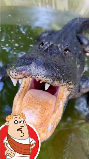 The Alligator | Fun Kindergarten Learning Video for Kids | Learn About Alligators