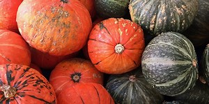 winter squash 101