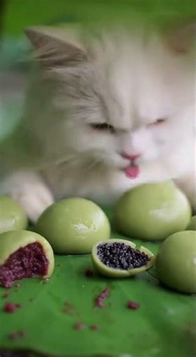 Rainy Day Munch: Cat Eats Green Rice Cakes on Lotus Leaves 🍃🐱🌧️ #cat #asmr #cute #mukbang #rain