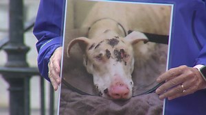 Cincinnati lawmaker wants to create statewide animal abuser registry