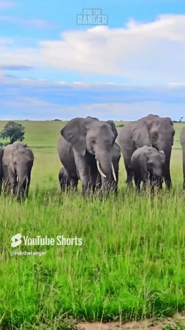 Unbelievable Elephant Herd Crosses Busy Safari Tracks
