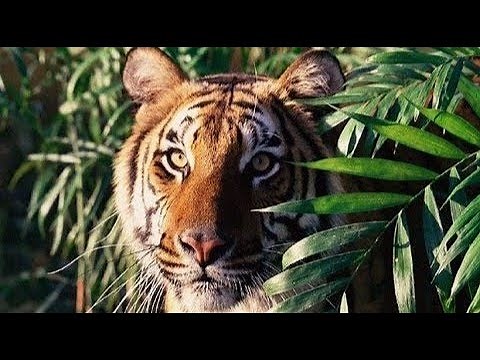 Killer Tigers of India - National Geographic Documentary