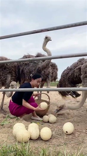 African Ostrich Farming 🐣 | Price of Ostrich Chicks & Breeding Business Explained