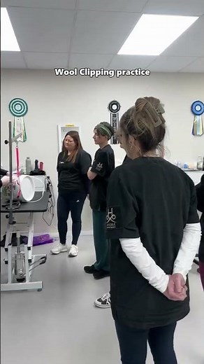 Day 2 – Model Dog Madness! ✂️🐾Ever wondered what it takes to clip and scissor like a pro?