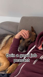 German Shepherd is living his best life | Strider The German Shepherd