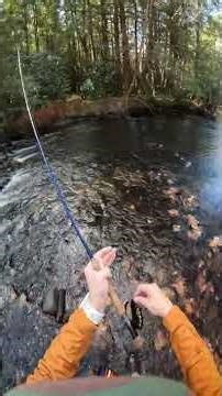 Dont ignore the shallow riffles. Trout love the oxygen flowing through their gills.