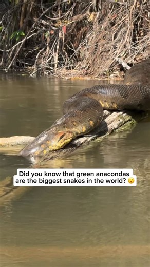 Wildlife & Animals | Green anacondas are powerful, semi-aquatic snakes that live in the swamps, rivers, and wetlands of South America. They are incredibly... | Instagram