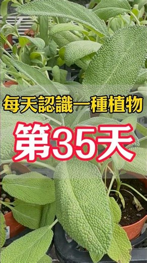 #鼠尾草 #香草植物 #種植 #天橙種子