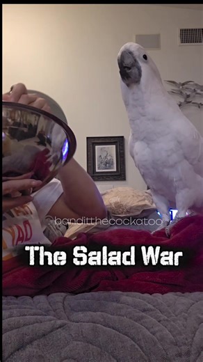 Bandit the Cockatoo's Hilarious Salad War