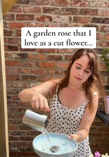 Queen of Sweden- such a beautiful rose! I love to cut her on the days I can’t enjoy the blooms in the garden. Perfect strong stems which work well especially with this pin frog arrangement! #roses #florist #floristry #flowers #plants