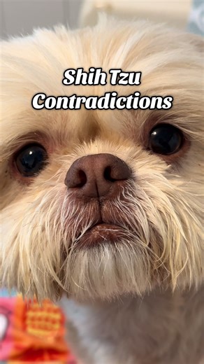 Shih Tzu Contradictions: Understanding Their Unique Behavior