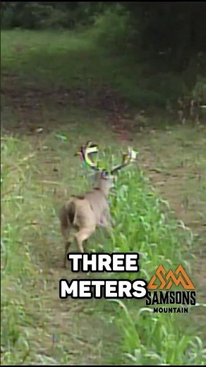 Deer are INCREDIBLE Athletes! 🦌 How High Can a Deer Jump?