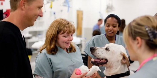Types of Veterinarians: Specialties & Career Paths | SGU