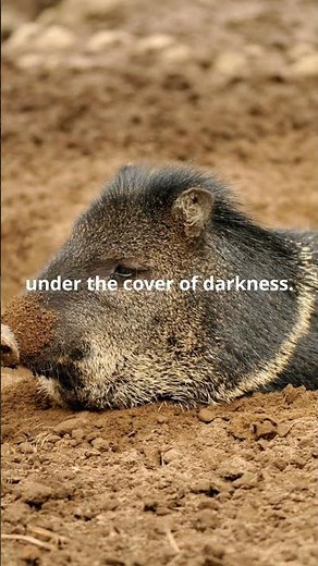 5 Fascinating Facts About Tapirs: The Jungle's Secrets!