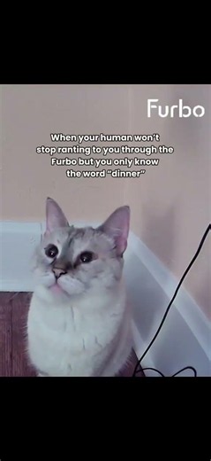Home alone but never left alone 🤣💛 #catlife #funnycats #catmemes #furbocamera