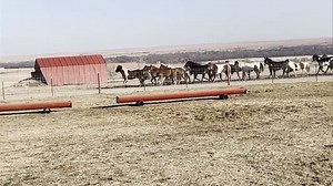 176K views · 1K reactions | ForShiths & Giggles ! | The One Arm Bandit & Company | Facebook