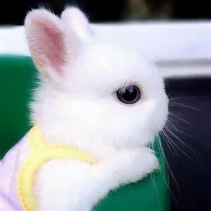 kelinci seperti bonekah tampak lucu bikin gemas 