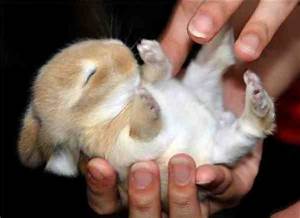 gambar anakan kelinci lucu menggemaskan baru lahir