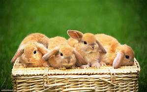 foto anak kelinci imut lucu sangat menggemaskan 