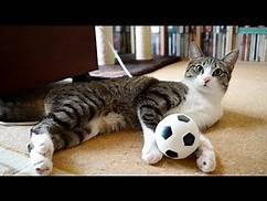 猫のサッカー自主練２ - Cat Soccer Practice 2 -