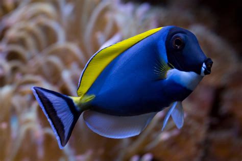 Blue Tang Fish Conservation Status